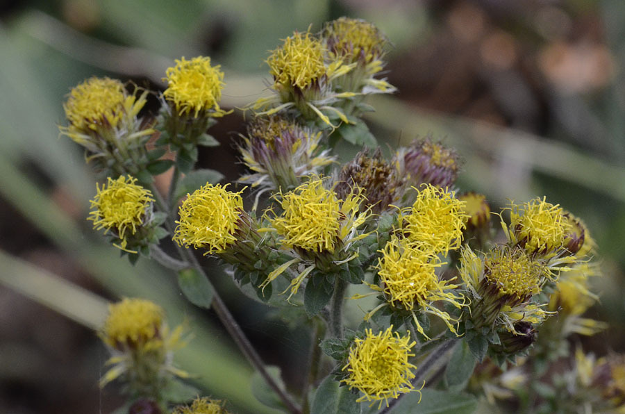 Pentanema conyzae (=Inula conyzae) / Enula baccherina